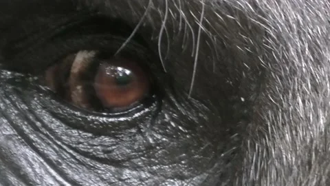 Close-up of a Gorilla 's eye Stock Footage 201836934