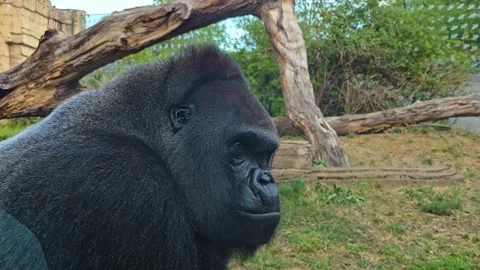 Close up of gorilla on a sunny day Stock Footage 296840657