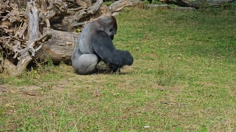 Close up of gorilla on a sunny day Stock Footage 296840726