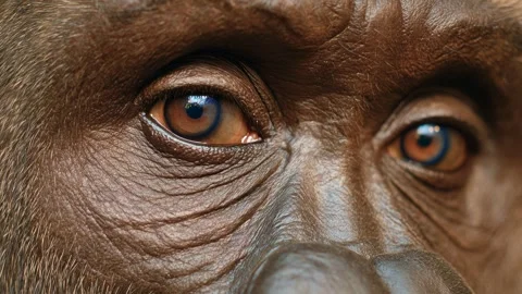 Close up of gorilla's eyes looking at camera Video stock 317002372