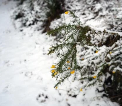 Close up of a gorse bush covered in snow Stock Photos