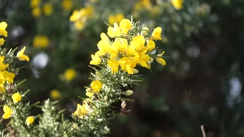 Close up of a Gorse Flower Vidéo 265411080