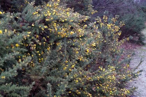 Close up of Gorse flowers Stock Photos