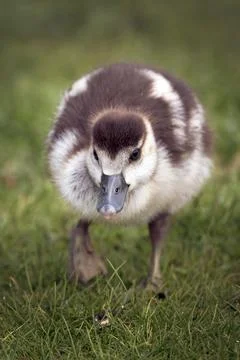 Close up of Gosling Stock-Fotos