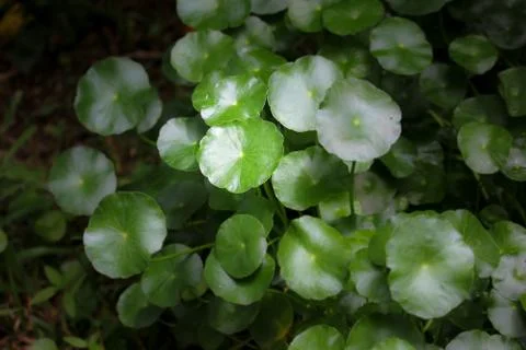 Close up of Gotu kola tree Stock Photos