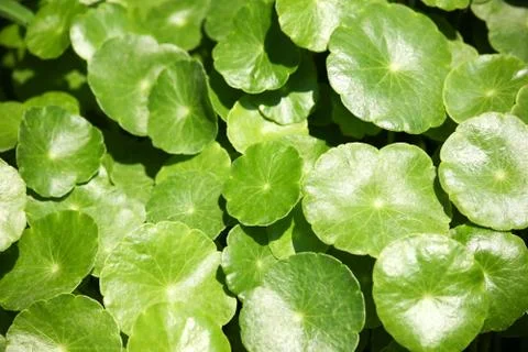 Close up of Gotu kola tree Stock Photos