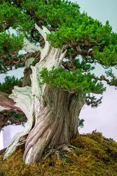 Close-up of a graceful Podocarpus tree Foto stock