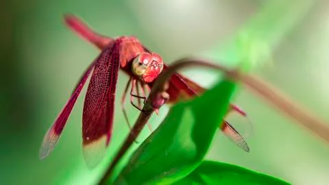 Close up of a gracious red dragonfly on a branch, in the tropical rainforest Stock Photos