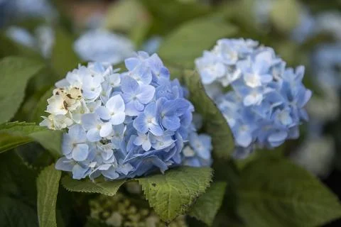 Close-up of gradient blue and white hydrangea flower cluster with green foliage Stock Photos