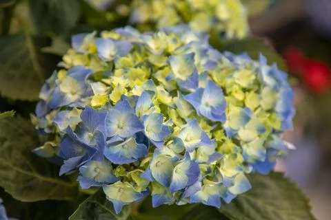 Close-up of gradient blue and white hydrangea flower cluster with green foliage Stock Photos