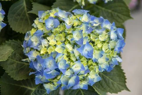 Close-up of gradient blue and white hydrangea flower cluster with green foliage Stock Photos