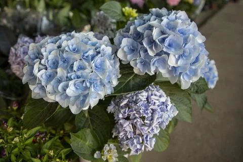 Close-up of gradient blue and white hydrangea flower cluster with green foliage Stock Photos