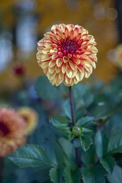 Close up of a gradient orange red dahlia flower surrounded by other flower, Stock Photos