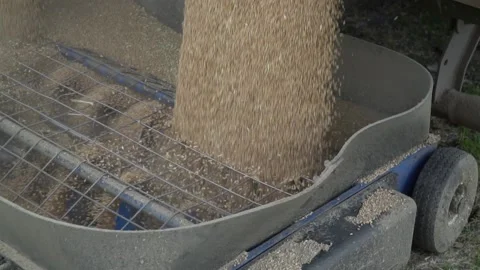 Close up of the grain auger transporting the wheat grains Stock Footage 138003386
