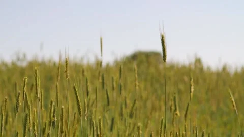 A close up of grain in Austria Stock Footage 157851502