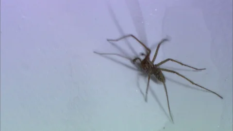 Close-up of Grain Beetles crawling over Breakfast Cereal Stock Footage 95600534