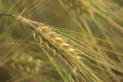 A close-up of grain ears under the harsh summer sun light. Summer. Day. Stock Photos