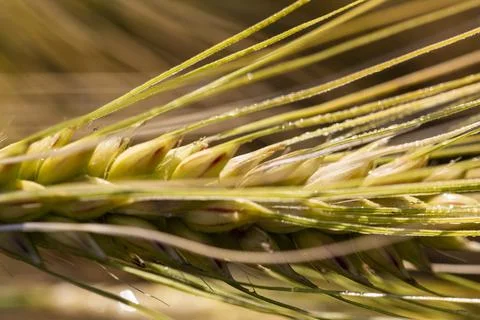 A close-up of grain ears under the harsh summer sun light. Summer. Day. Foto stock