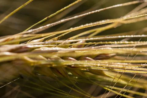 A close-up of grain ears under the harsh summer sun light. Summer. Day. Stock Photos