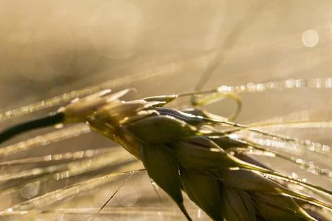 A close-up of grain ears under the harsh summer sun light. Summer. Day. Stock Photos