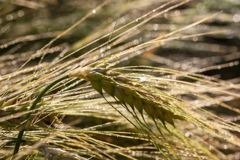 A close-up of grain ears under the harsh summer sun light. Summer. Day. Stock Photos