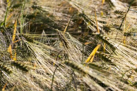 A close-up of grain ears under the harsh summer sun light. Summer. Day. Stock-Fotos