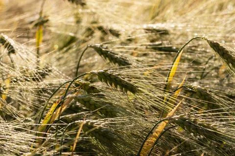 A close-up of grain ears under the harsh summer sun light. Summer. Day. Stock Photos