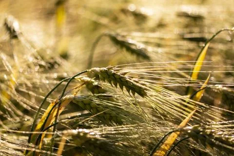 A close-up of grain ears under the harsh summer sun light. Summer. Day. Stock Photos