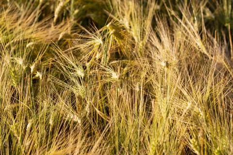 A close-up of grain ears under the harsh summer sun light. Summer. Day. Stock Photos