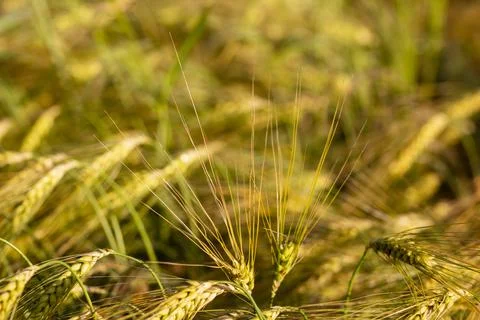 A close-up of grain ears under the harsh summer sun light. Summer. Day. Stock Photos