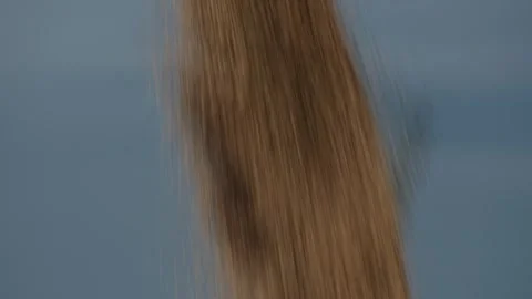 Close-up of grain falling in front of a clear blue sky during harvest Stock Footage 331503719