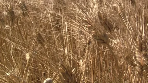 Close-up of a grain field Stock Footage 8680643