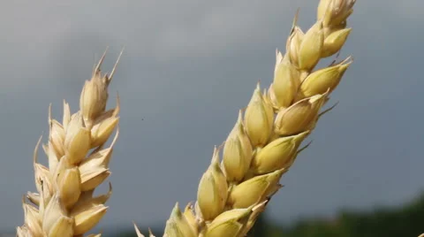 Close up of grain 스톡 동영상 40301320