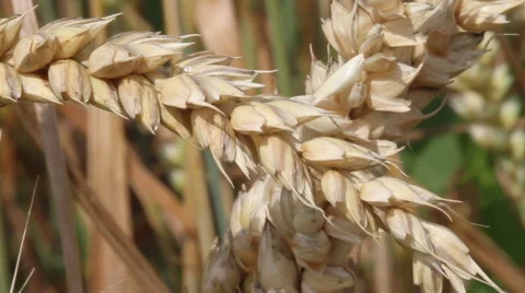 Close up of grain Видео 40301441