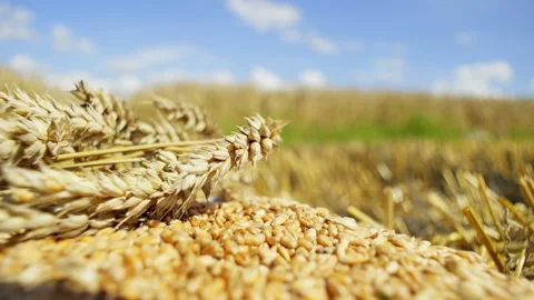 Close-up of grains and ears of wheat on a beautiful background. Stock Footage 253987757