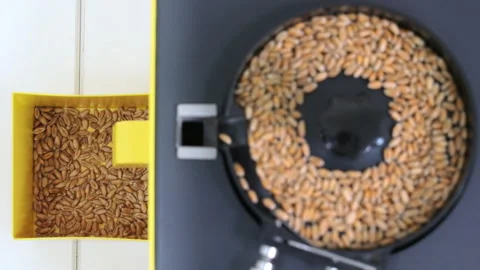 Close-up of Grains in Industrial Machine, Automatic selection and sorting by Stock Footage 275504682