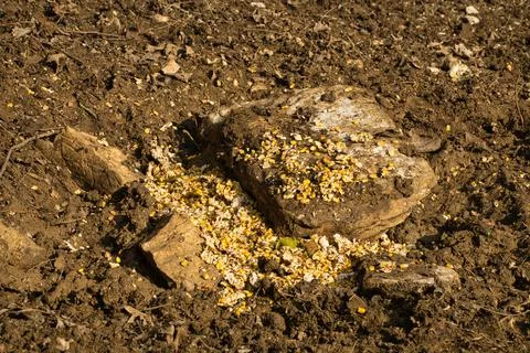 Close-up of grains left in the ground Stock Photos