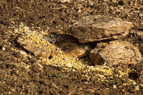 Close-up of grains left in the ground Stock Photos