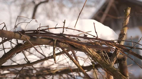 Close-up of grape branches on which snow lies. Melting snow and the arrival of Stock Footage 150042222