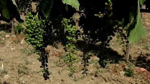 Close up of grape cluster on Italy vineyard Stock Footage 78985020