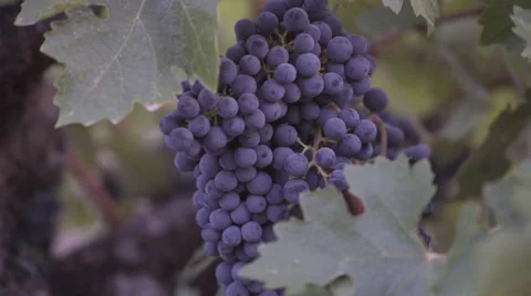 Close up of grape cluster zooming out Stock Footage 56660733