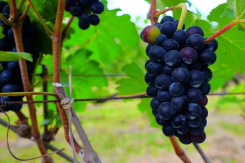 Close up Grape in the Garden. Foto stock