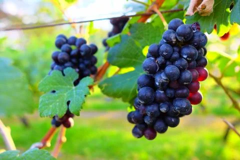 Close up Grape in the Garden. Stock Photos