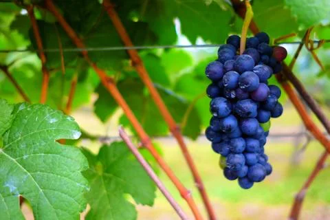 Close up Grape in the Garden. Stock Photos