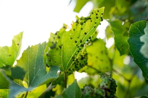 Close up of grape leaf Blister or grape erineum mite, Eriophyes vitis. Infected 스톡 사진