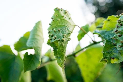 Close up of grape leaf Blister or grape erineum mite, Eriophyes vitis. Infected Stock Photos