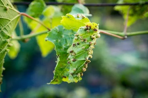 Close up of grape leaf Blister or grape erineum mite, Eriophyes vitis. Infected 스톡 사진