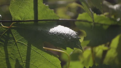 Close-up of grape leaf on vine in vineyard, backlit by golden sun Stock Footage 333632180