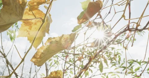 Close-up of grape leaves Stock Footage 95594645