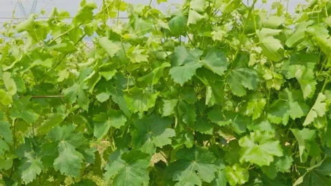 Close-Up of Grape Leaves in Summer Vineyard Stock Footage 311081029